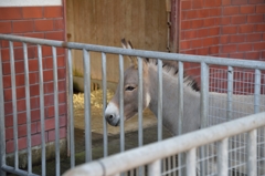 隣に嫉妬するロバ