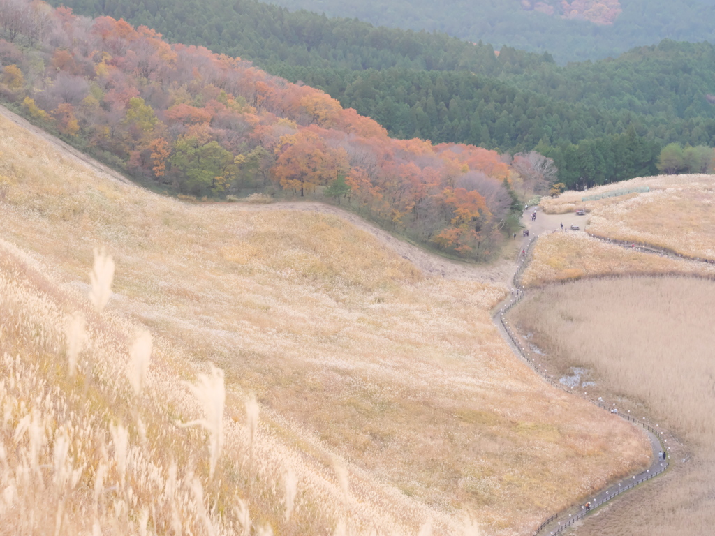 曽爾高原のススキと紅葉