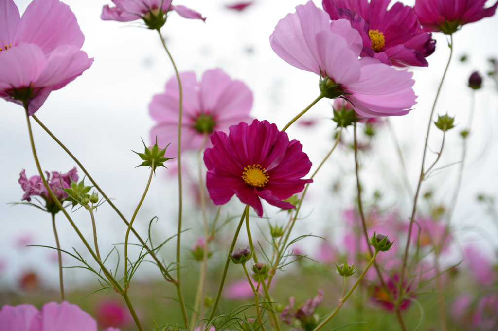 コスモス広苑