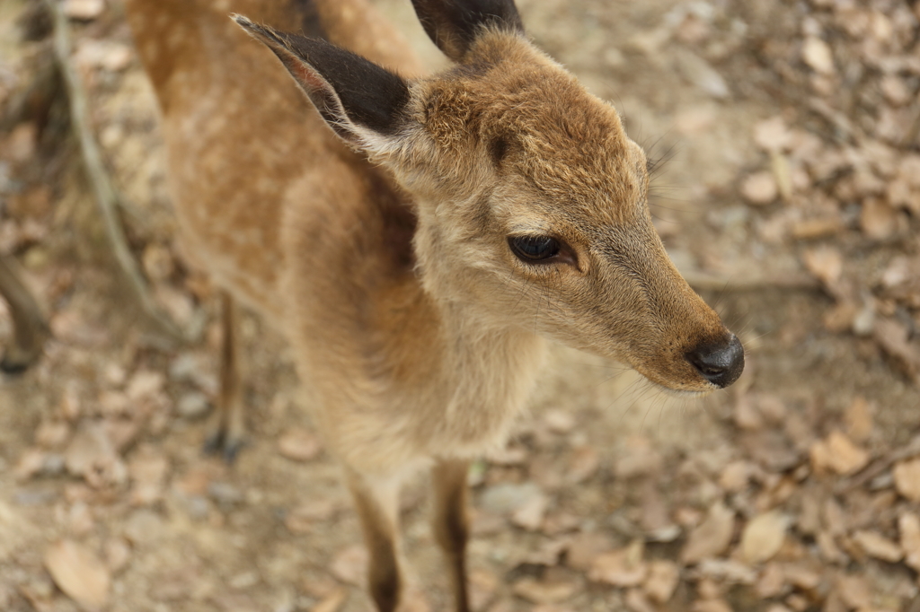 鹿は可愛い