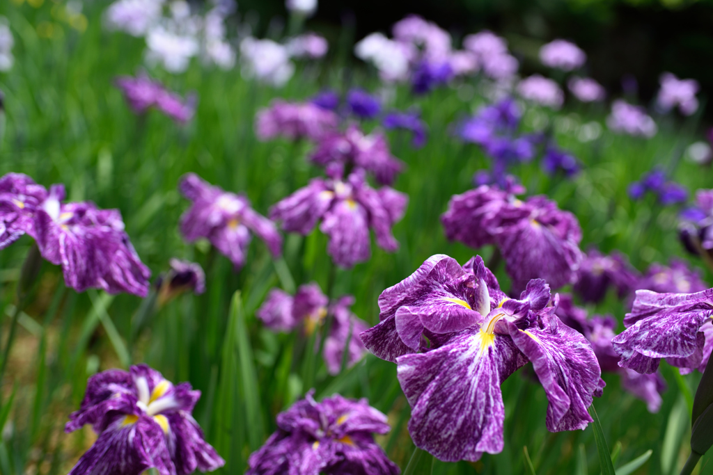 イロトリドリの花菖蒲