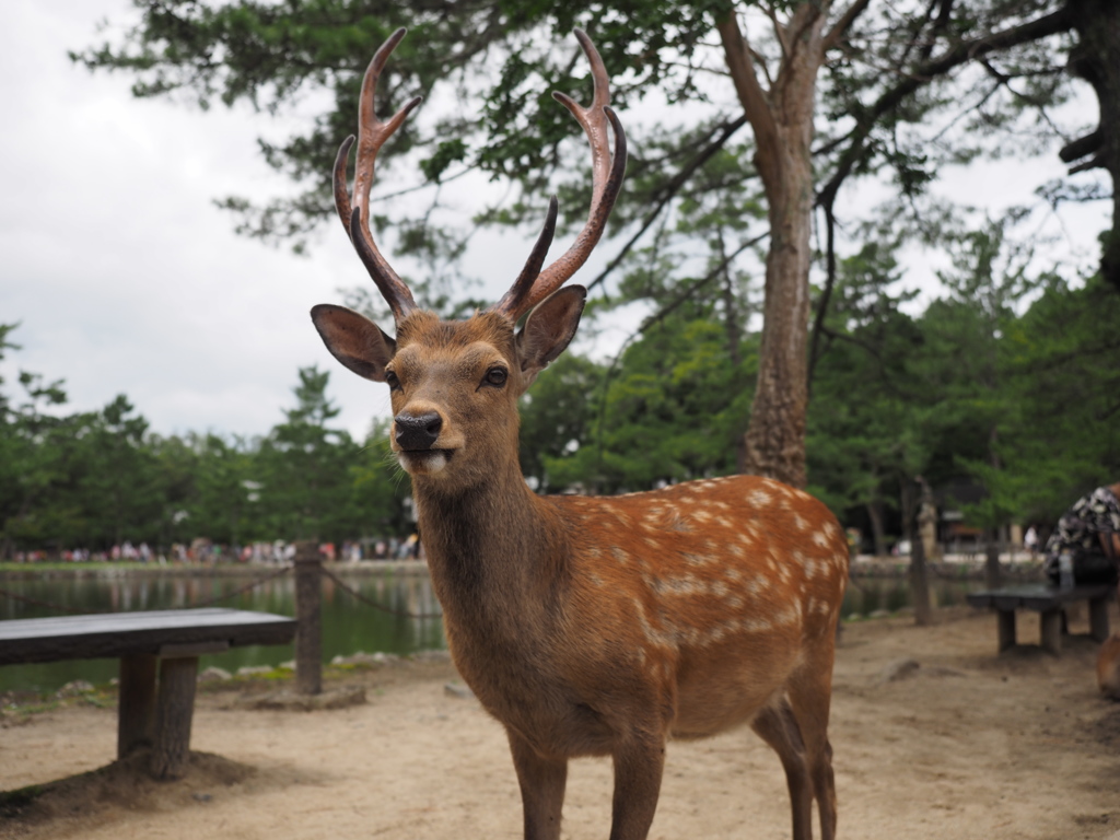 ダントツの男前