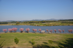 北潟湖の八重桜