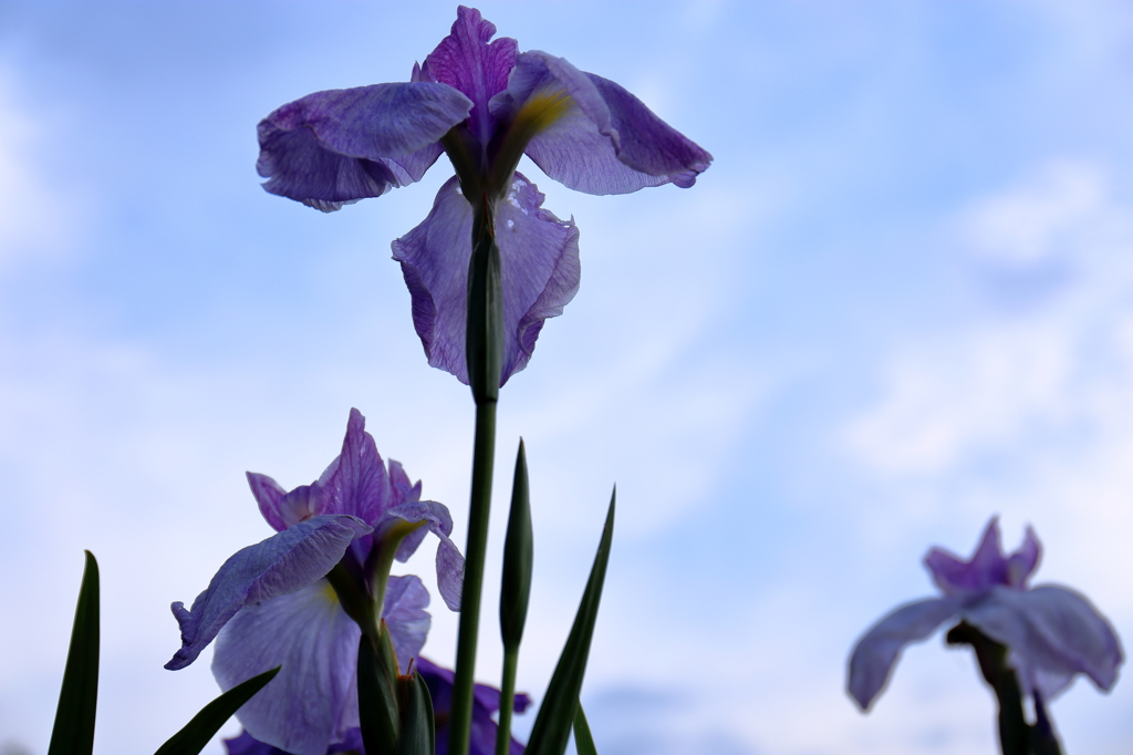 見上げた花菖蒲
