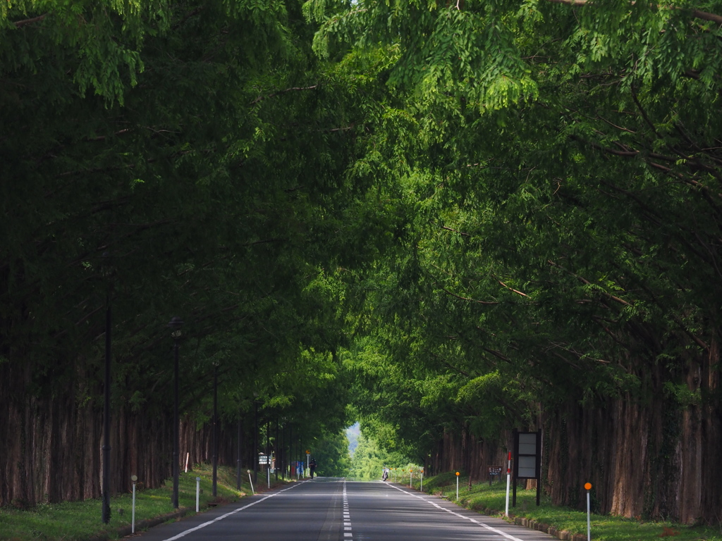 メタセコイア並木２