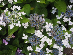 P6200134