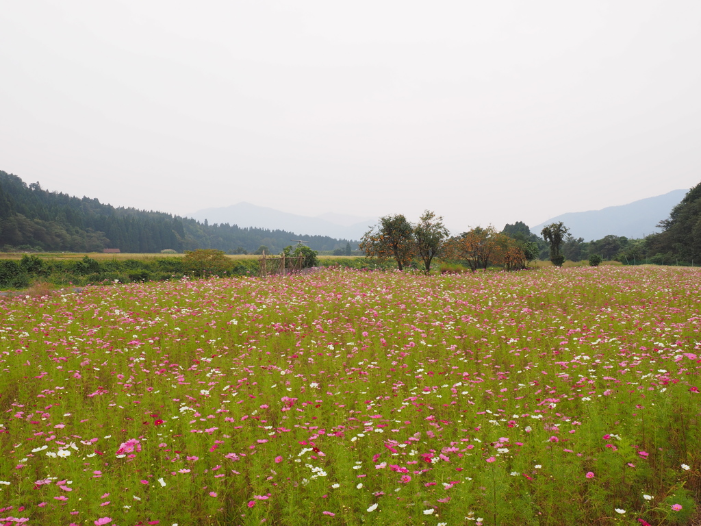 勝山市野向コスモス畑