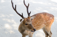 奈良公園の鹿