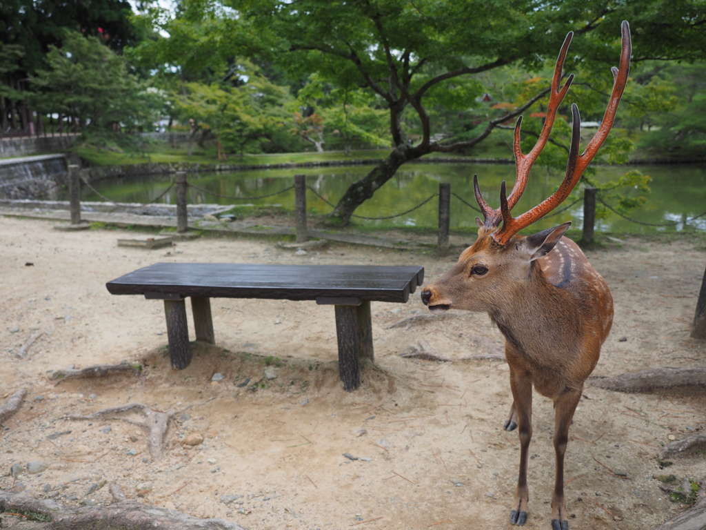 ツノが立派