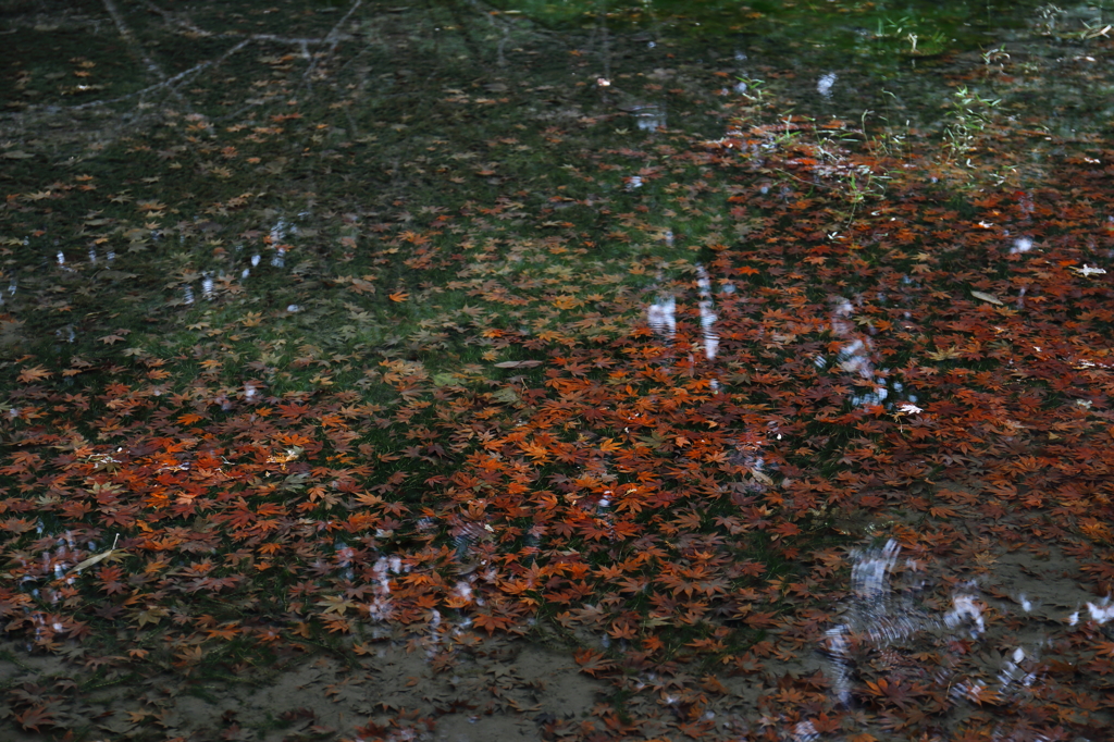 秋はとっくに終わってる