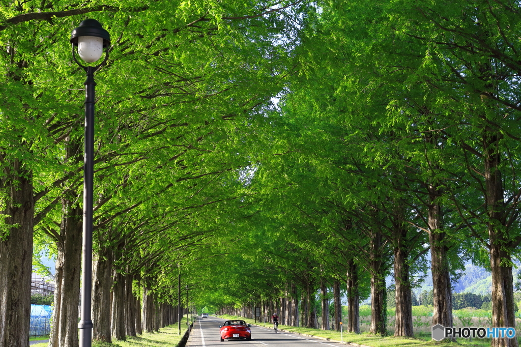 メタセコイア並木