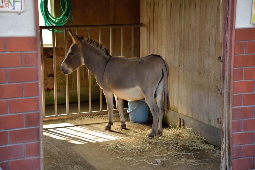 落ち込んでるロバ