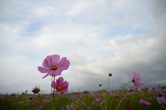 コスモス広苑