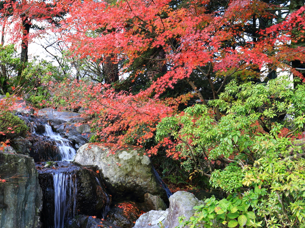 まだ散っていないもみじもありました
