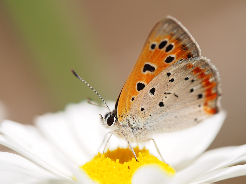 ベニシジミ / Lycaena phlaeas daimio by whitebell （ID：4440916） - 写真共有サイト ...