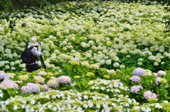 紫陽花の海