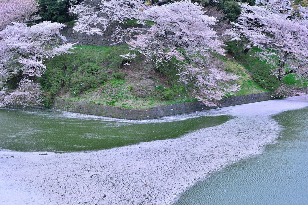 桜吹雪と花筏