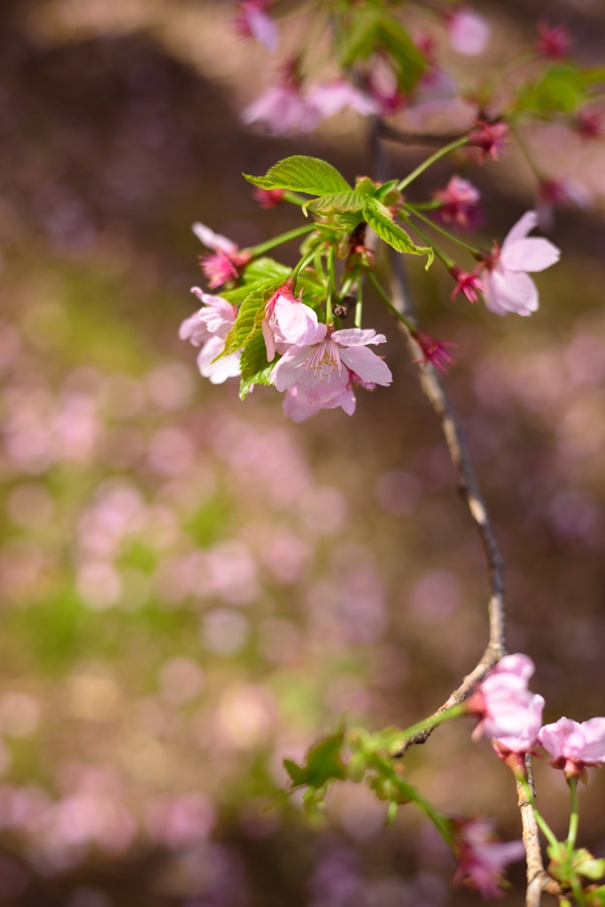 煌めく桜