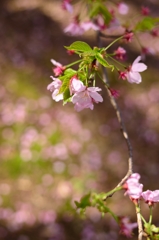 煌めく桜