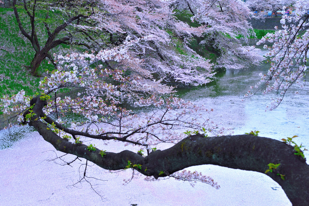 桜龍