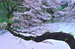 桜龍