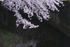 Cherry-blossom color