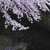 Cherry-blossom color