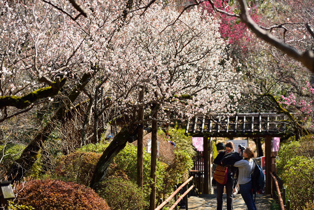 Trip of Japan