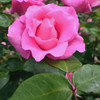Pink Rose
