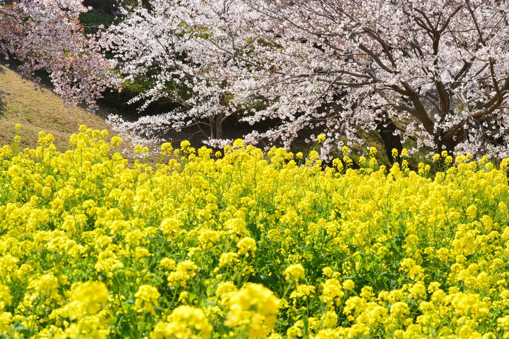 花宴