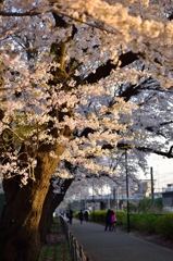 夕陽に照らされて