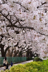 幸福桜ロード