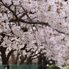 幸福桜ロード