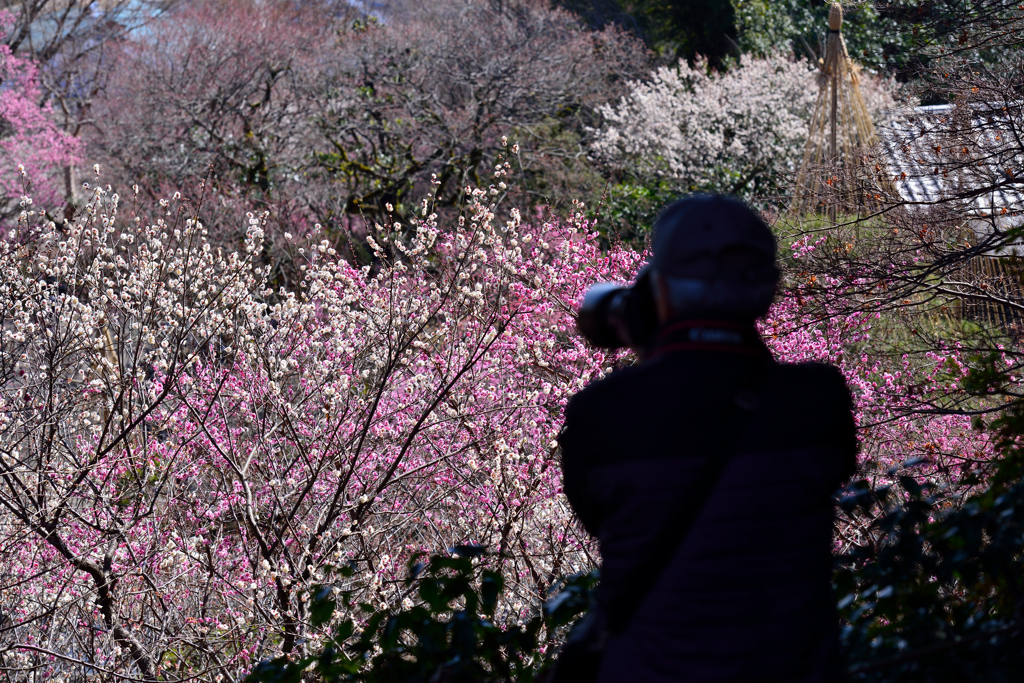 華やかな園