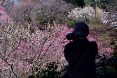華やかな園