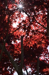 RED RED RED