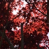 RED RED RED