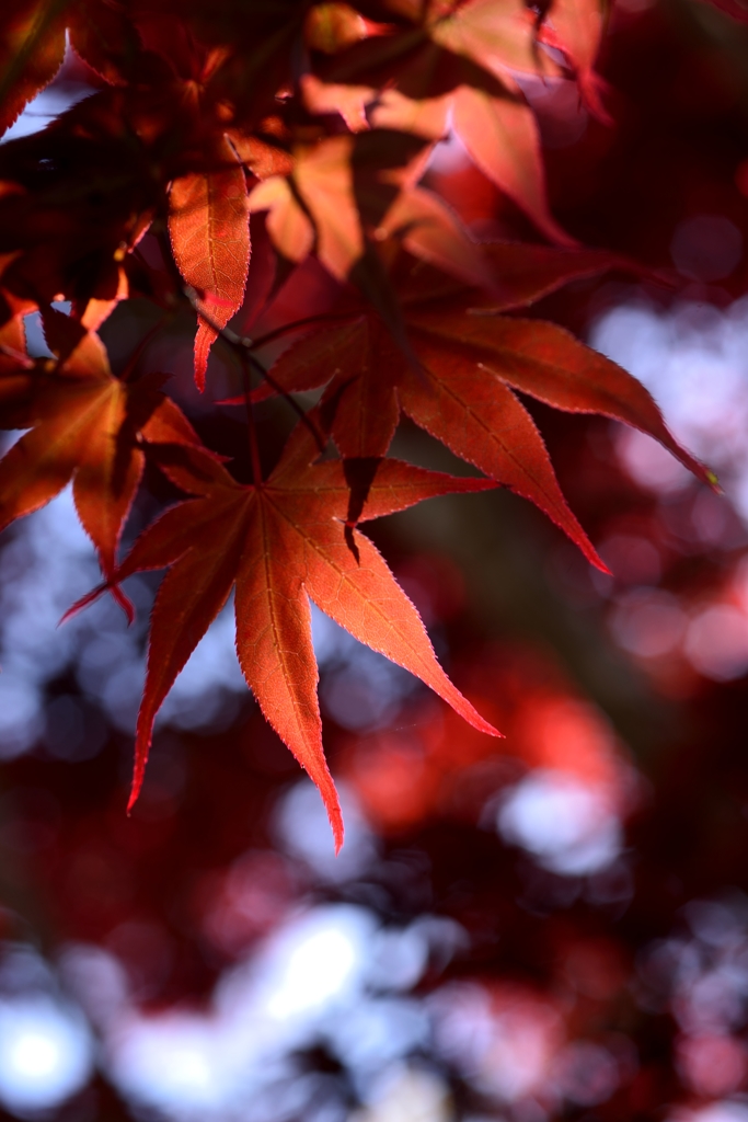 Shining red