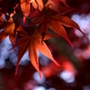 Shining red