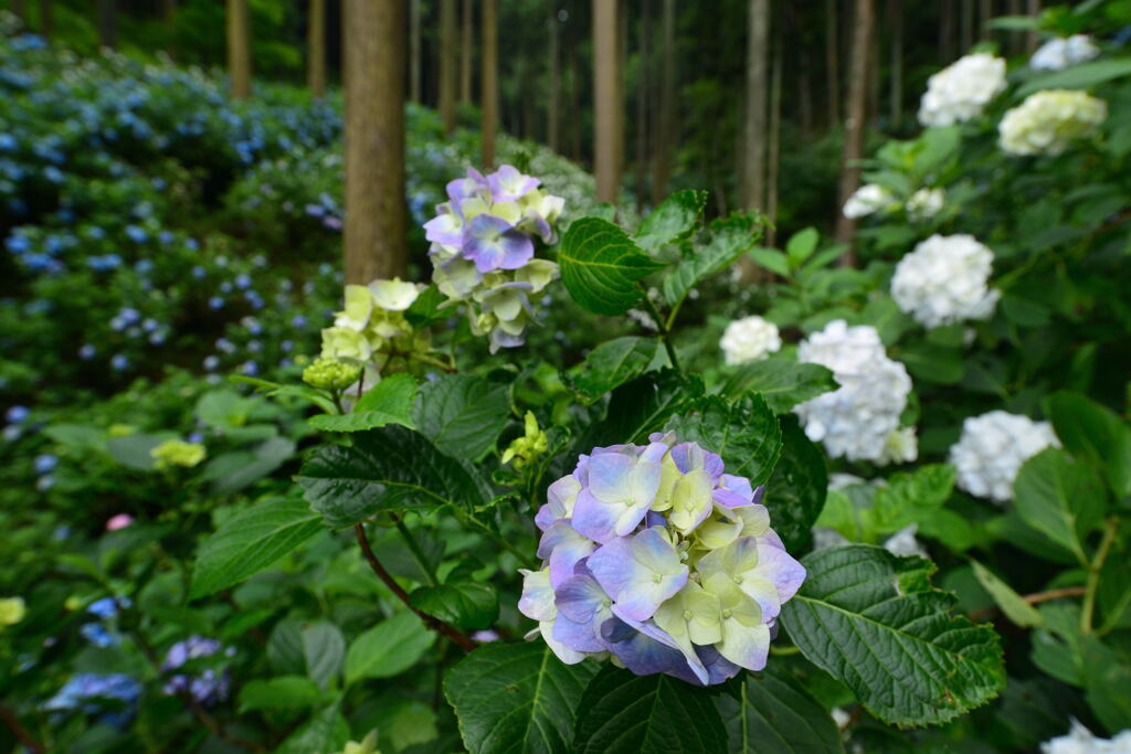 里山に咲く