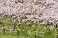 桜トンネル