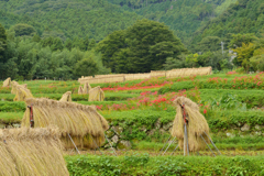 里山の秋