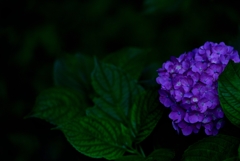 Purple magic