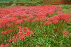 真紅の絨毯