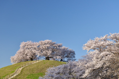 桜道