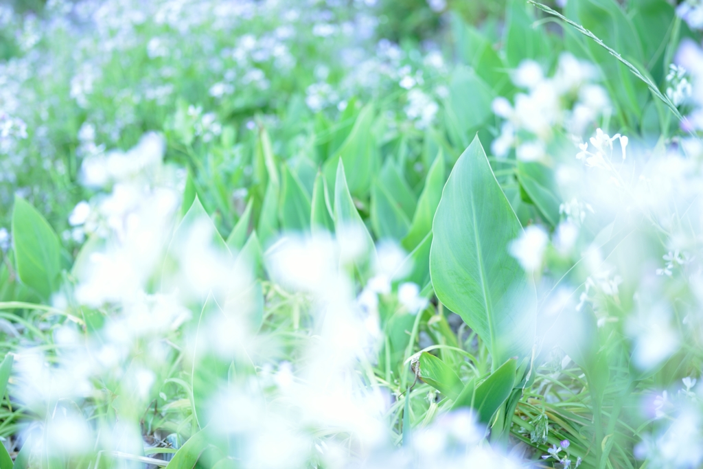 Leaf