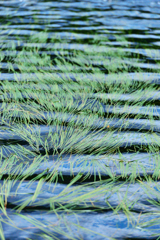 水草の流れ