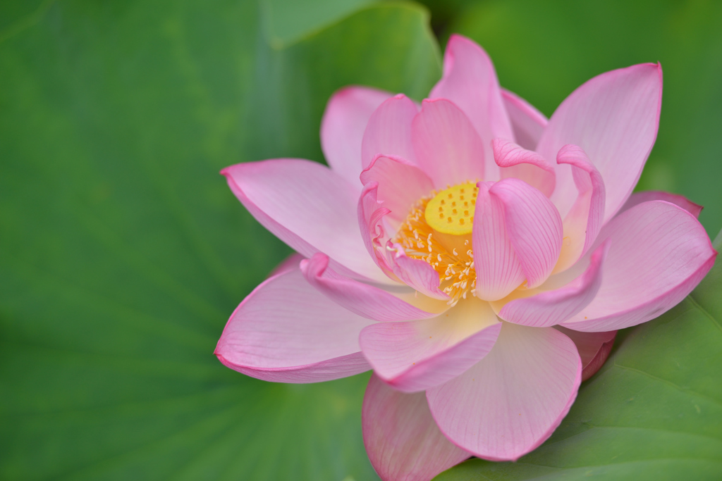悟りの花