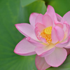 悟りの花