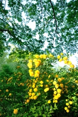Refreshing yellow